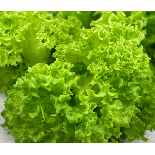 coral-lettuce-3