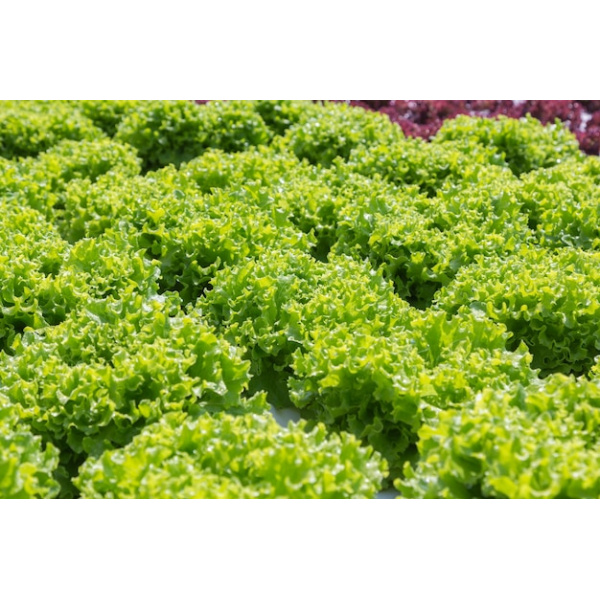 green-coral-lettuce_4043-1064